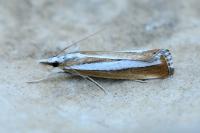 Catoptria pyramidellus