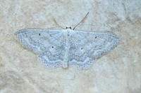 Scopula incanata