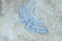 Scopula incanata