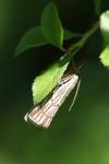 Chrysocramboides craterellus