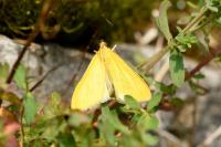 Mecyna lutealis