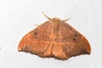 Watsonalla binaria