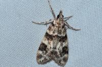 Eudonia delunella