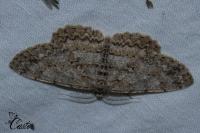 Hypomecis punctinalis
