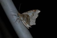 Macaria alternata