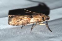 Phycita roborella