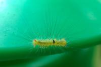 Calliteara pudibunda