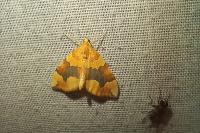Cidaria fulvata