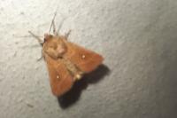 Mythimna albipuncta