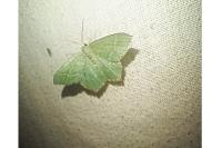 Hemithea aestivaria