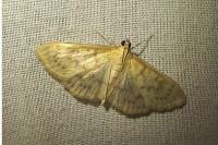 Patania ruralis