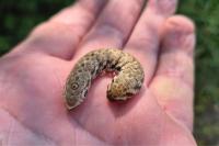 Proserpinus proserpina