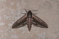 Sphinx ligustri