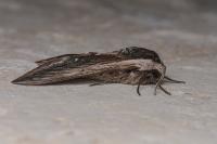 Sphinx ligustri