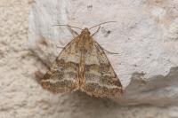 Synthymia fixa