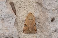 Heliothis peltigera