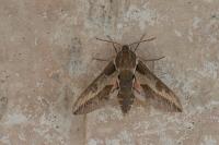 Hyles euphorbiae