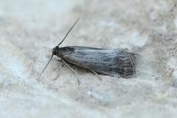 Hypochalcia ahenella