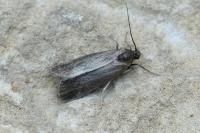Hypochalcia ahenella