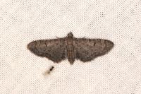 Eupithecia ultimaria
