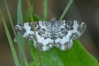 Epirrhoe tristata