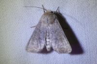Hoplodrina