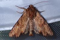 Apamea sublustris