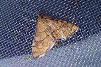 Anania verbascalis