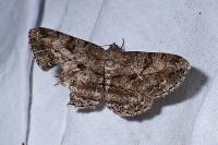 Peribatodes rhomboidaria rhomboidaria