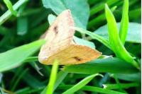 Rivula sericealis