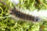 Lymantria dispar