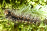 Lymantria dispar