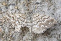 Scopula tessellaria