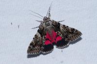 Catocala promissa