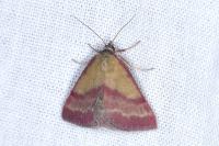 Phytometra viridaria