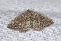 Cataclysme riguata