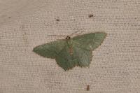 Hemithea aestivaria