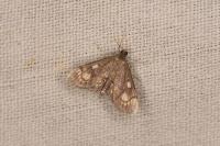 Anania stachydalis