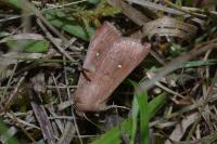 Mythimna albipuncta