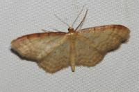 Idaea humiliata
