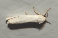 Coscinia cribraria cribraria
