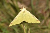 Opisthograptis luteolata