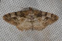 Alcis repandata