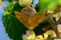 Camptogramma bilineata