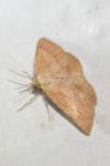 Aplasta ononaria