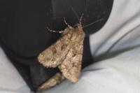Anarta pugnax