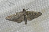 Gymnoscelis rufifasciata