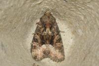 Oligia