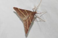 Perigune narbonea