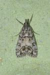 Eudonia lacustrata